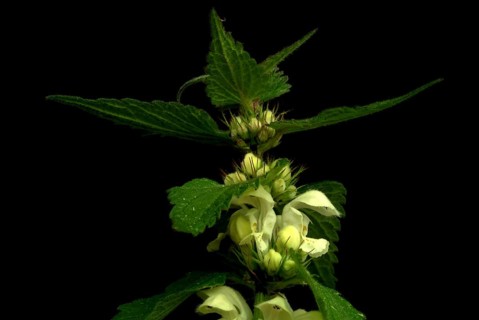 Medicinal plant White dead-nettle album