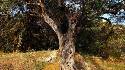 Old gnarled olive tree