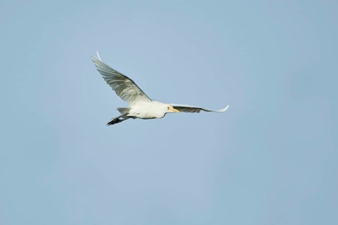 Cattle egret