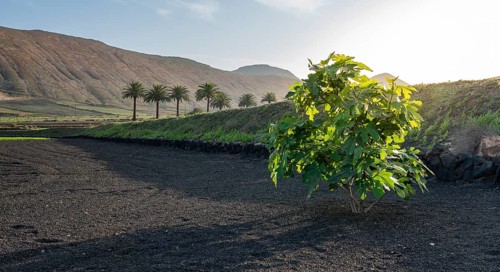 Winegrowing area in La Geria