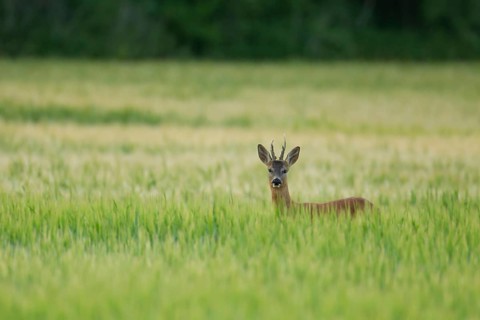 Roe deer