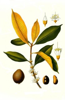 Medicinal plant