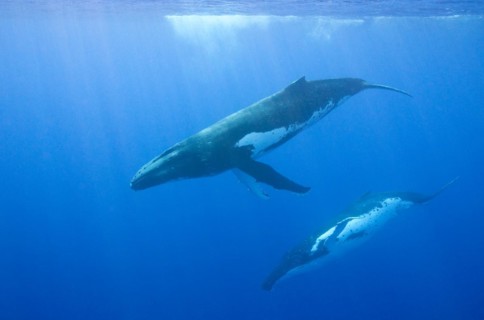 Humpback whales