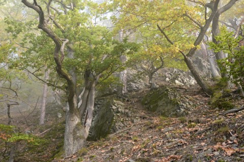 Gnarled oak trees