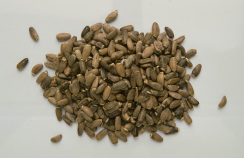 Medicinal plant