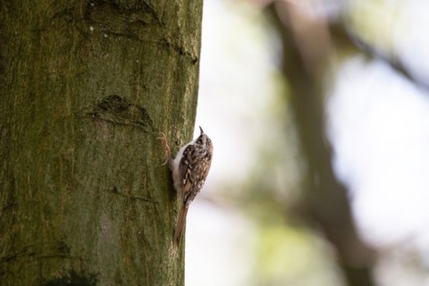 Eurasian treecreeper