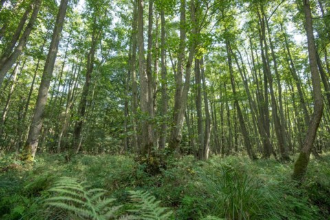 Black alder