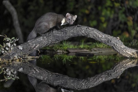 Beech marten