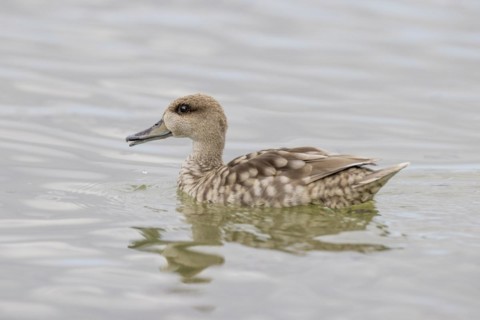 Marbled Duck