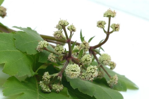Sanicula