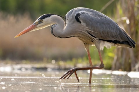 Grey heron