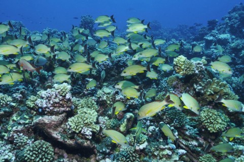 Humpback red snapper