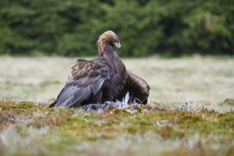 Golden eagle