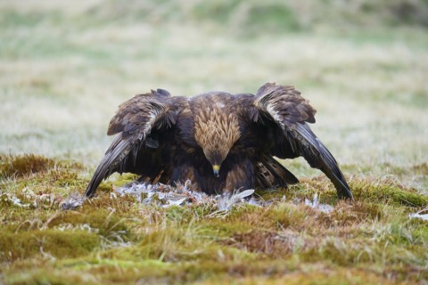 Golden eagle