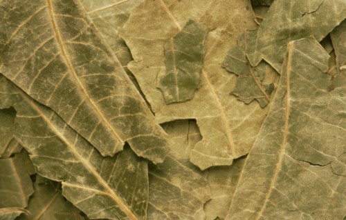 Natural remedy: Neem
