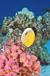 Blacktail butterflyfish
