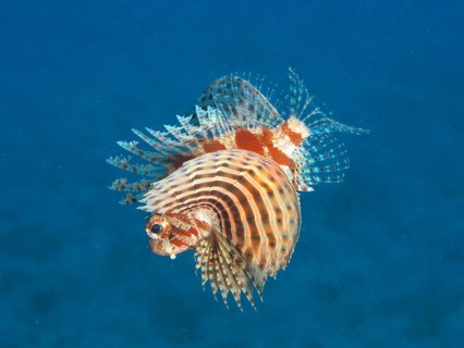 Red Sea Dwarf Lionfish
