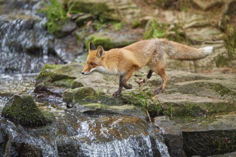 Red fox