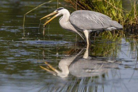 Grey heron