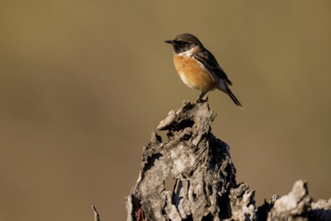 European stonechat