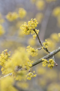 Cornelian cherry