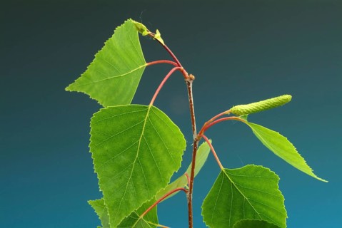 Medicinal plant Birch