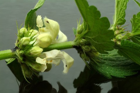 White deadnettle