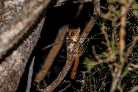 Berenty private reserve