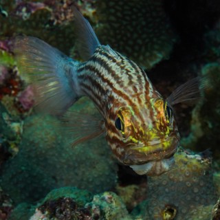 Largetoothed cardinalfish