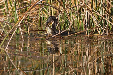 Great cormorant