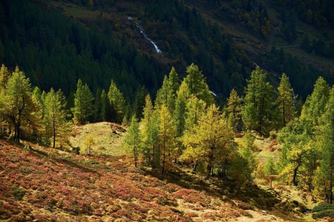 European larch