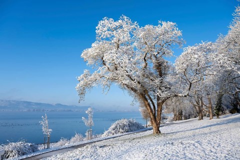 View of Lake Constance from the snow-covered Mettnaupark