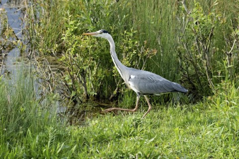 Grey heron