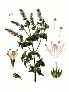Medicinal plant