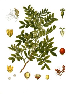 Medicinal plant