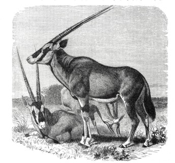 East african oryx