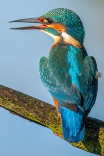 Kingfisher
