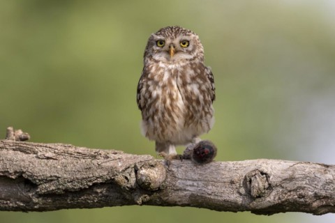 Little Owl