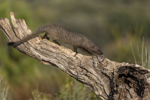 Egyptian mongoose