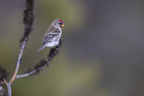 Arctic Redpoll