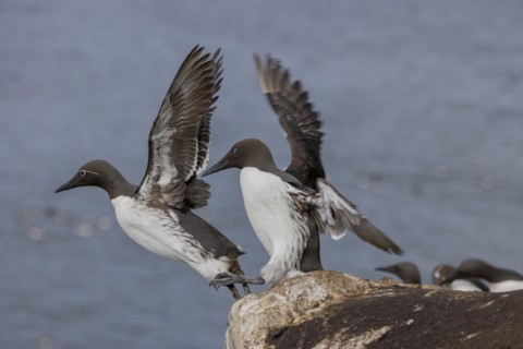 Common Guillemot