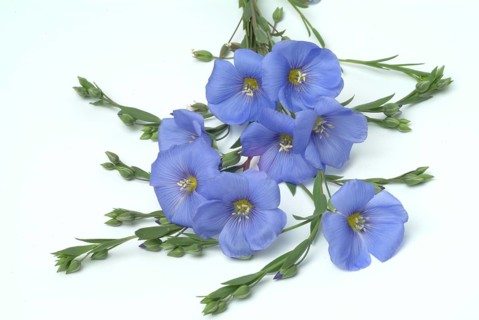 Medicinal plant Linseed
