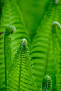 Fern frond