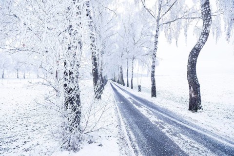 Birch trees