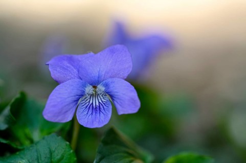 Heath dog-violet