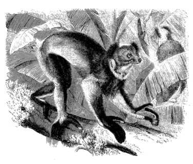 Crowned Indri