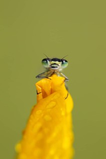 Common blue damselfly