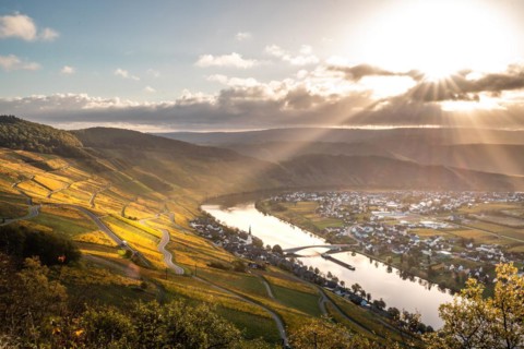 Autumn vineyards on the Moselle river