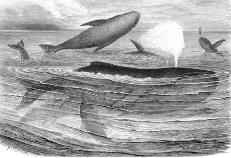 Humpback whale