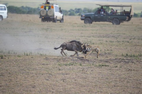 Cheetah